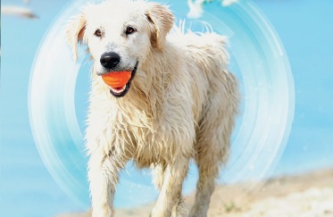 https://www.mdveterinaria.com/images/